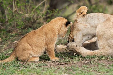 Lioness Cleaning Cub Stock Photo Image Of Print Lioness 50357240