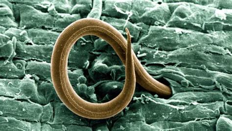What Are Nematodes Mnn Mother Nature Network