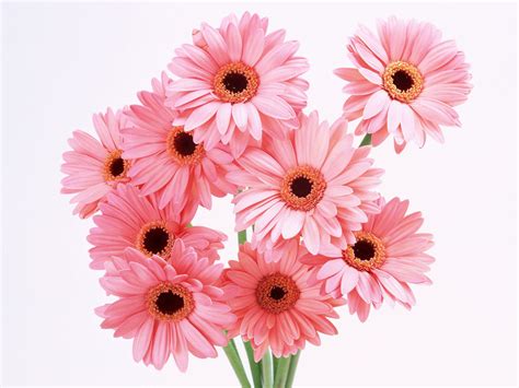 Kristen Sweet Pink Flower Wallpaper Hd