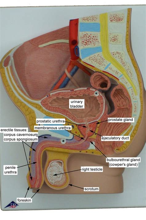 This model mainly shows the position of the internal organs of the human body and the anatomical shape and structure of the head. Model Of Male Reproductive System Male Reproductive System Model Human Anatomy Diagra ...