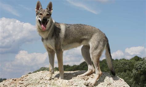El Perro Lobo Checoslovaco Una Raza De Perro No Apta Para Principiantes