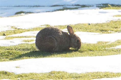 Rabbit Finally Finds A Gap In The Snow Happy Easter From Fairfield