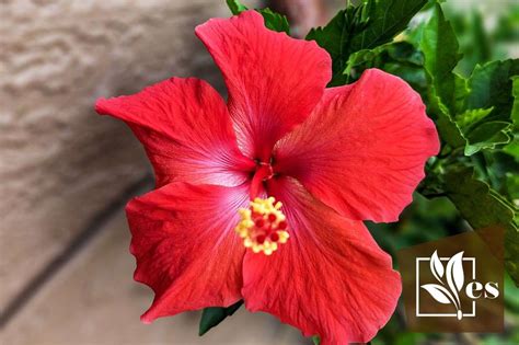 How To Prune Hibiscus Plants 6 Steps To Doing It Right Evergreen Seeds