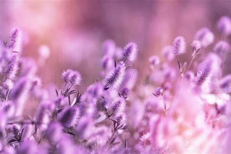 Beautiful Nature Flower In Meadow Purple Lightweight Light Fluffy