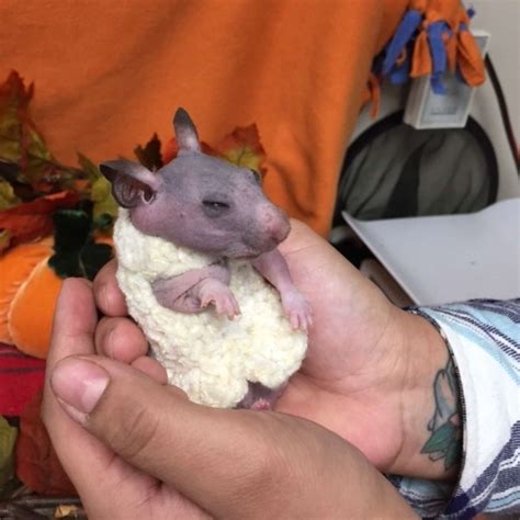 Hairless Hamster Gets A Tiny Sweater To Keep Her Warm The Dodo