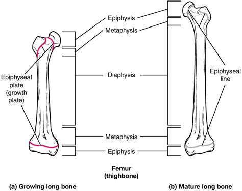 This Illustration Shows Anterior Views Of A Right And Left Femur The