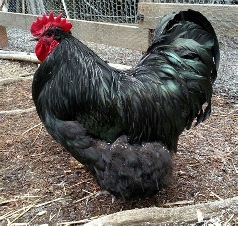 Black Orpington Rooster Chicken Breeds Chicken Coops Rhode Island Red Laying Hens Beautiful