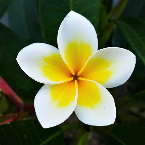 As human's, we have associated certain meanings to flowers since greek times. Plumeria Plant, Select Yellow and Whites - Fragrant potted ...