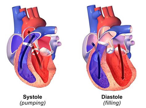 Difference Between Systolic And Diastolic Definition Normal Pressure