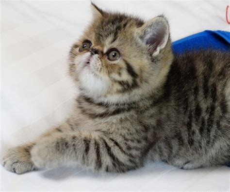 Exotic Shorthair Cats For Sale Fayetteville Ar 297954