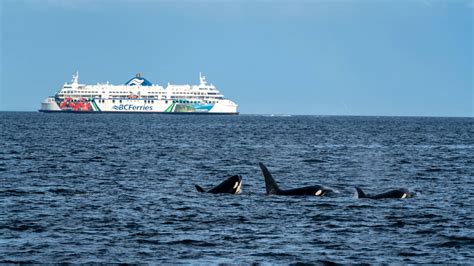 Vengeful Killer Whale Called Gladis Trains Gangs Of Orcas To Attack