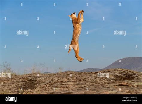 Caracal Hunting Hi Res Stock Photography And Images Alamy
