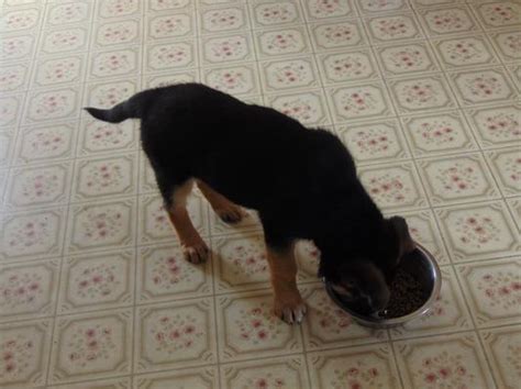 Check spelling or type a new query. Diamond Naturals Large Breed Puppy Formula Dry Dog Food ...