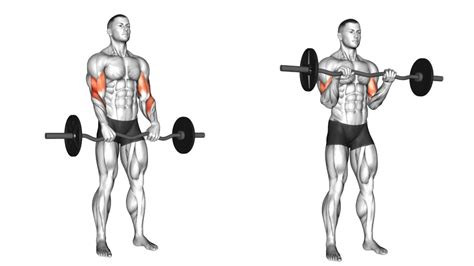 Brachialis Exercises To Build Bigger And Stronger Arms