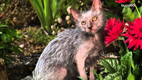 A Werewolf Cat Breed Exists And It S Awesome Werewolf Cat Cat Breeds Cats