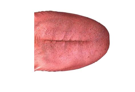 Tongue Png Transparent Image Download Size 600x412px