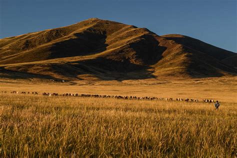 Visiter La Mongolie Et Ses Steppes En Faisant Du Stop Chapka Assurances