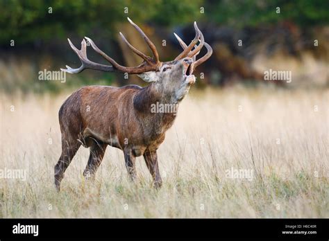 Red Deer Stag During Rut Stock Photo Alamy