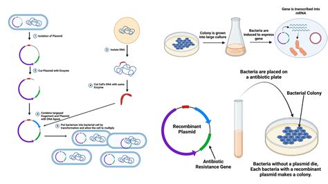 Gene Cloning Steps Definition Applications