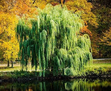 Weeping Willow Tree for Sale | Why You Need One — PlantingTree