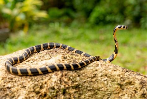 Ular tedung adalah ular berbisa beberapa genus dari keluarga elapidae. 7 Sebab Kenapa Ular Tedung Selar Adalah Haiwan Yang ...