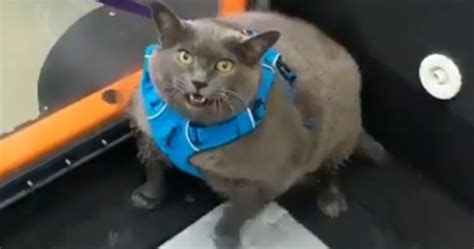 Chonky Cat Goes Viral For Being Annoyed By Underwater