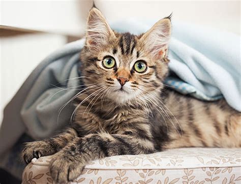 Urinary blockage in cats can be fatal. Feline Urinary Tract Disease - Coast Animal Health