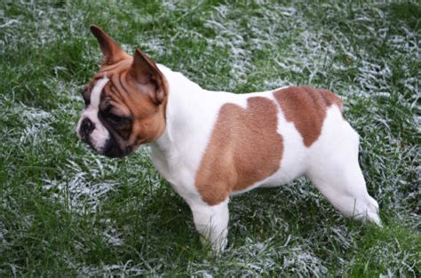New and used items, cars, real estate, jobs, services, vacation rentals and more virtually anywhere in vancouver. Cleo | Amberbull French Bulldogs Vancouver, BC