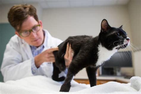 Canadian Veterinarians Struggling With Mental Health Issues New Study
