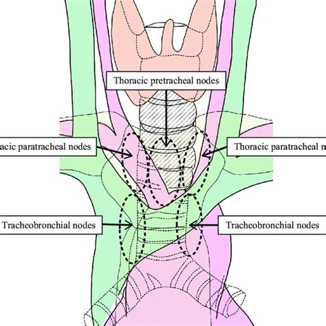 Superior Mediastinal Lymph Nodes Download Scientific Diagram