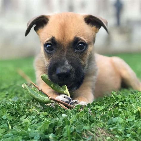 German Shepherd Boxer Mix Is This Loyal Dog Right For You K9 Web