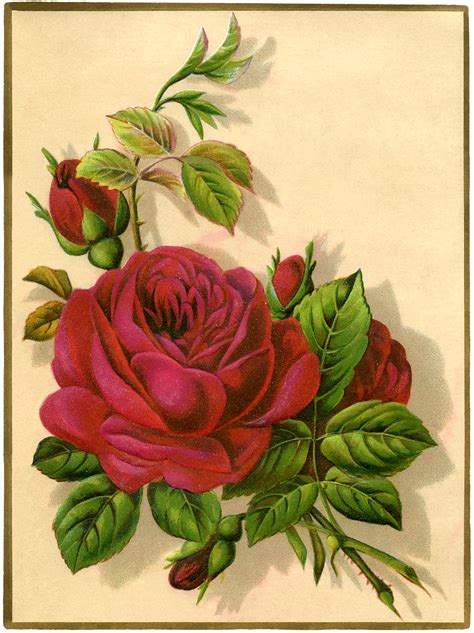 Vintage Flower Images On Pinterest Catherine Klein Birthday