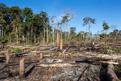 At amazon we are obsessed with making sure customers can have the best shopping experience. We've already lost 17% of the Amazon Rainforest to fires