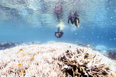 ‘how Bad Will It Get Scientists Brace For Great Barrier Reef Bleaching