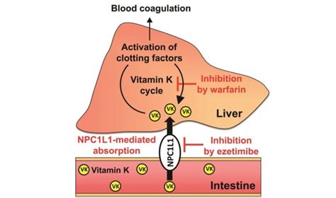 How The Body Gets Its Vitamin K Asian Scientist Magazine