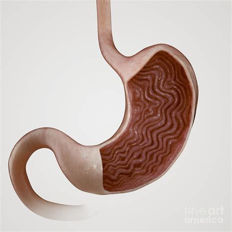 Human Stomach Photograph By Science Picture Co