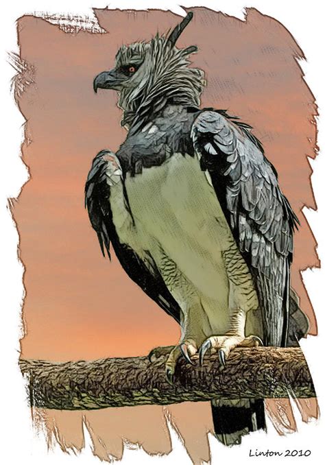 Harpy Eagle 2 Digital Art By Larry Linton Fine Art America