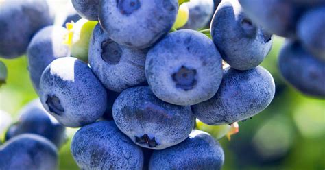 How To Grow And Care For Blueberries Lovethegarden