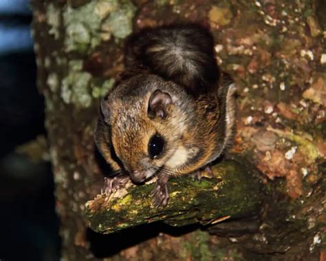 Japanese Dwarf Flying Squirrel Facts Diet Habitat And Pictures On
