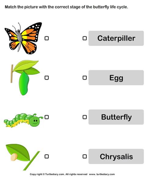 Try to provide it with perfect conditions and minimize disturbance. Butterfly Life Cycle Pictures Worksheet - Turtle Diary