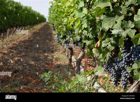 Bunch Of Grapes Hanging On A Grape Tree In A Grape Yard In The Nort Of