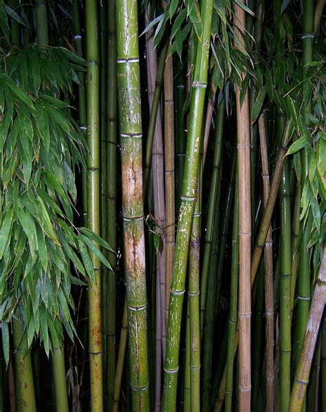 1080x1920 Wallpaper Green And Brown Bamboo Trees Peakpx