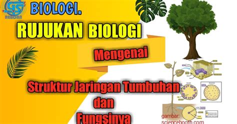 Rujukan Biologi Tentang Struktur Dan Fungsi Berbagai Jaringan Tumbuhan