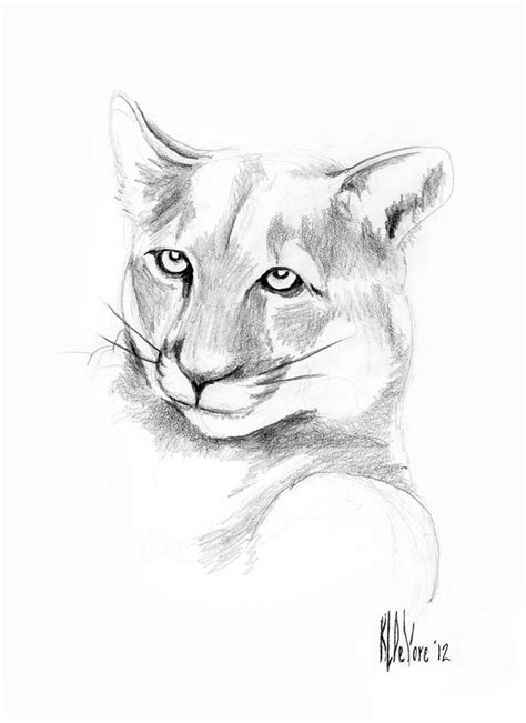 How To Draw Mountain Lion Step By Step Guide Drawing All