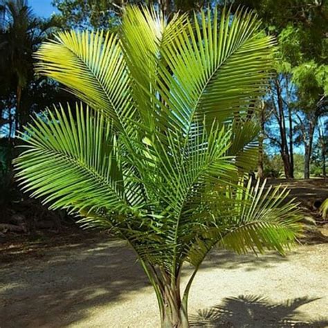 Ravenea Majestic Palm 12 Pot Hello Hello Plants