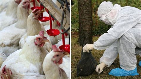 A New Bird Flu Strain Is Identified In Bc And Some People Within 12 Km Are Told To Be Vigilant