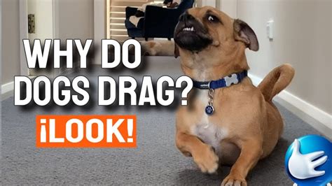 🐶¿why Do Dogs Drag Their Bodies Across The Floor Youtube