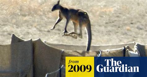 Culling Of 6000 Kangaroos Angers Australian Conservationists