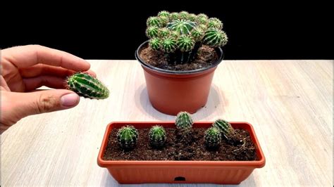 Planting Baby Cactus Baby Cactus Mini Cactus Garden Succulent