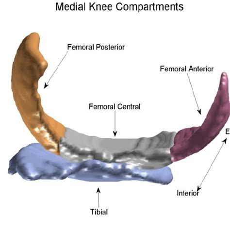 Medial Tibio Femoral Compartment And Its Sub Compartments Download